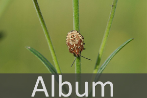 Wanzen (Heteroptera)